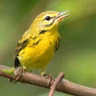 Prairie Warblers — An Early Successional Species