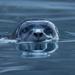 Spinning Seal FM