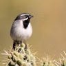 Black-throated Sparrow Sings in the Desert