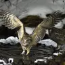 An Amazing World of Owls