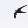 Spark Bird: Adriaan Dokter And The Common Swift