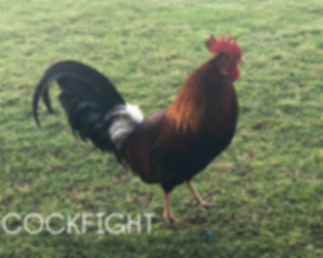 Cockfight