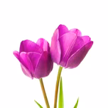 Aligy 1