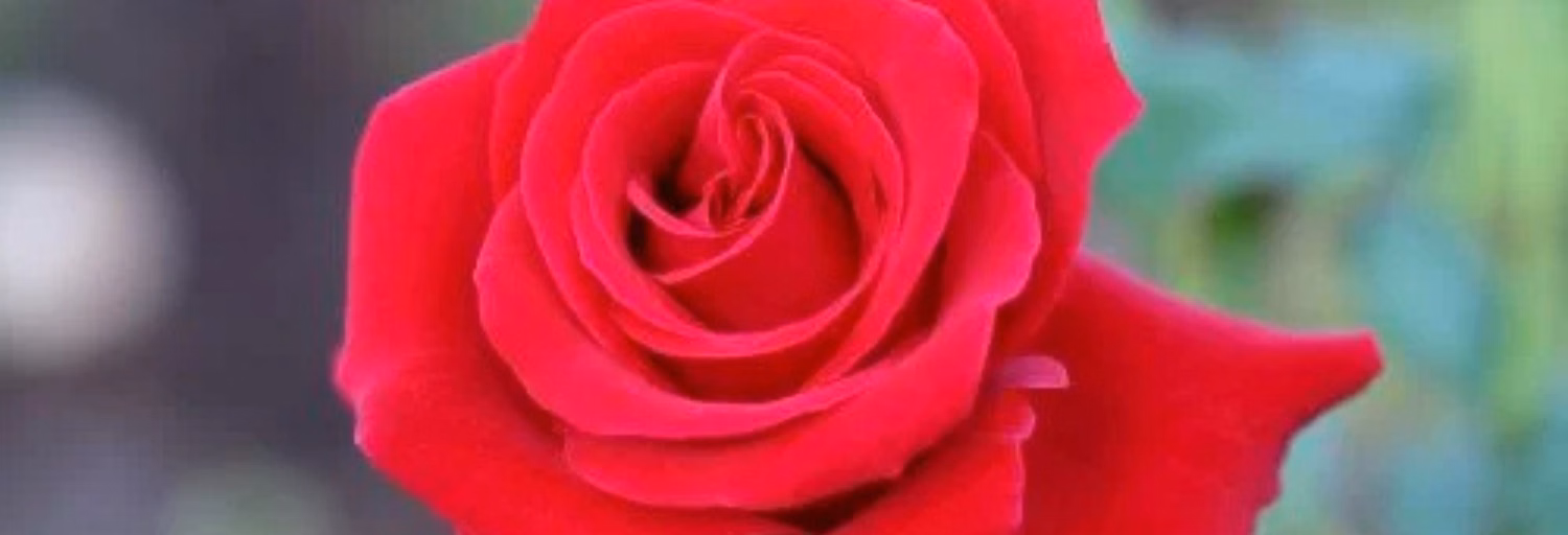 La Rosa de San José 92.3FM