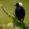 J. Drew Lanham’s Taxonomy of Bird Obsessions