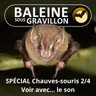 SPÉCIAL Chauves-souris 2/4 : Voir dans la nuit... avec le son !