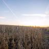 Fall harvest update, Milwaukee data center moratorium, Mustard museum turns 40