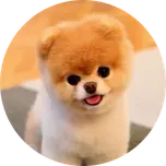 Minidoge