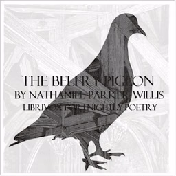 Belfry Pigeon