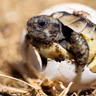 As Neo-Darwinism Fails, Vitalism Makes a Comeback