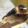 Where Swallows Go in Winter