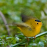 Wilson’s Warbler near Summer’s End