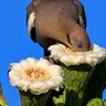 White-winged Doves and Saguaro Cactuses