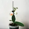 温如：种花记