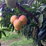 XEJR.LA NAYARITA