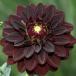 Dahlia