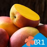 Genuss mit gutem Gefühl - Bio, fair, Schiff oder Flug: Welche Mango ist die beste?