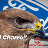 LISTEN: Ford Factory Hires Hawk to Fight Off Pigeons