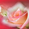 Closing Episode Of Rose Story, Collective