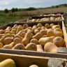 En el huerto también hay membrillos