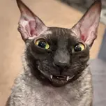 Ha-ha-ha-he-he-he