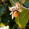 How to grow hazelnuts for you and the squirrels