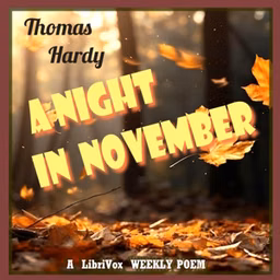Night in November