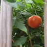A day in the life of a back porch tomato plant