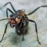 How to Axe Your Ants | You Bet Your Garden