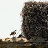 Whose Nest is This Anyways?