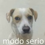 Anzora_81