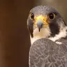 Rock Climbing Among the Peregrines