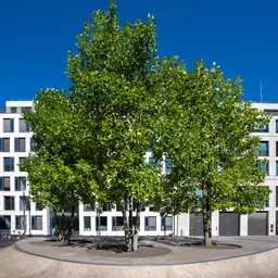 Grün in der Stadt - Mein Freund, der Baum