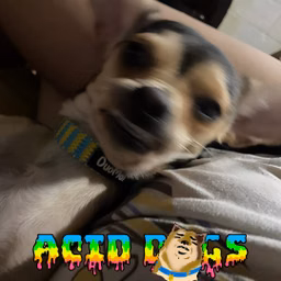 The Acid Dogs Show