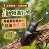 聽眾點播｜i動物進行式｜經典重播：甲蟲界的武士--認識鍬形蟲
