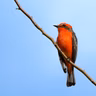 Spark Bird: Em De Blas and the Vermilion Flycatcher
