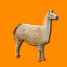 A cavacecio