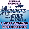 5 Most Common Fish Diseases and How To Treat Them