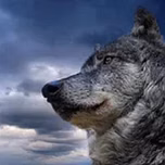 Radio Wolf Mexico