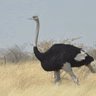 Festival de la Culture, jeunesse du Sahel et protection de la faune(La semaine sur Kalangou)