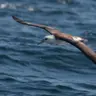 An Albatross Surfs the Wind