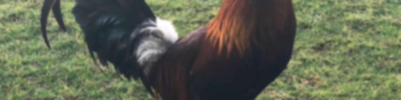 Cockfight