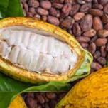 The Cocoa Butter PODcast