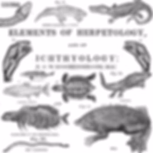 Elements of Herpetology and Ichthyology, The by William Ruschenberger (1807 - 1895)