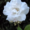 Heat-Tolerant Roses
