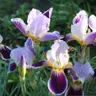 Plant different irises for blooms that last from early spring till August