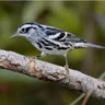 The Black-and-White Warbler