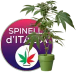 RADIO SpiniNelFianco