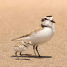 Share The Shore With Birds