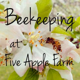 Beekeeping at FiveApple